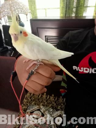 ককাটেল ফিমেল পাখি টেম